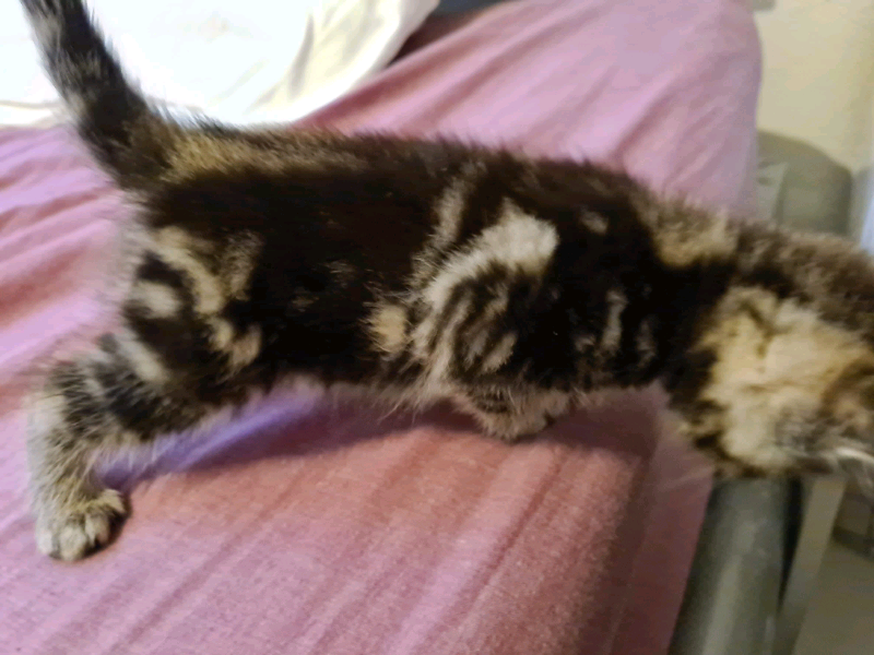 Ragdoll Kittens In Uxbridge London Gumtree