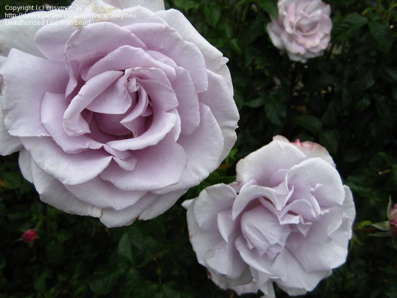Lagerfeld Tea Rose Bush -  PREORDER!