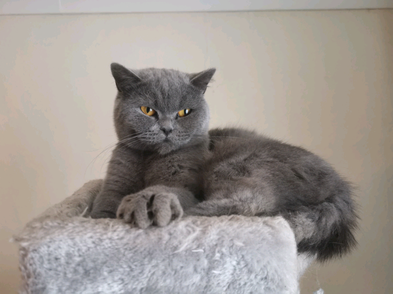 British Shorthair Cat For Sale In Basildon Essex Gumtree