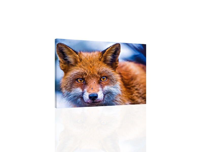 Fox II -  CANVAS or PRINT WALL ART