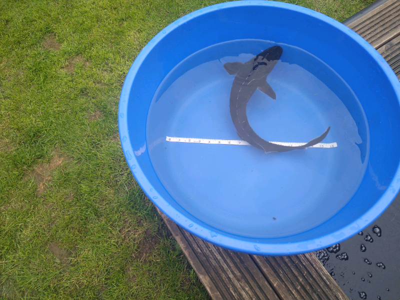 Sturgeon for sale in UK 75 secondhand Sturgeons
