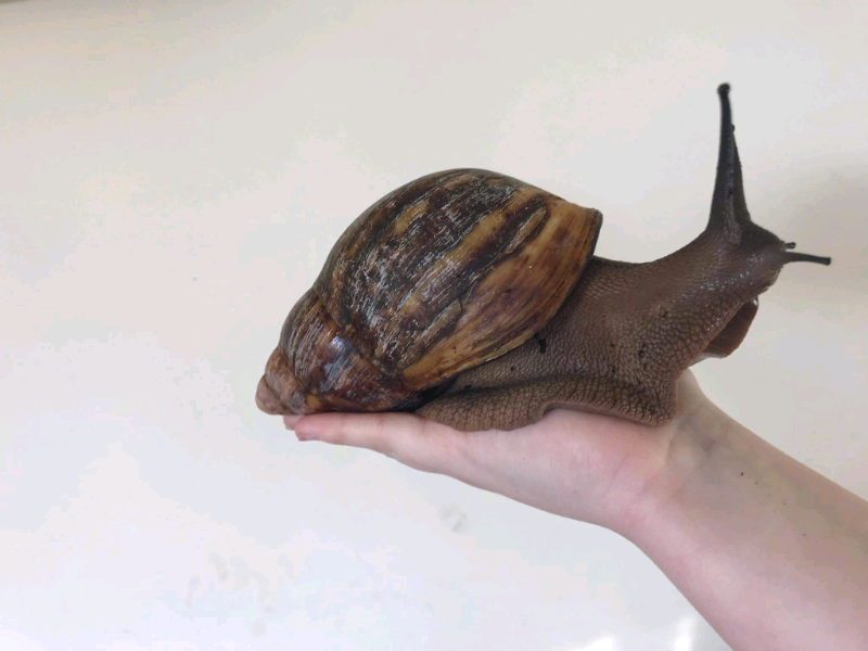 Giant African Land Snails for sale in Thorne, South Yorkshire Gumtree
