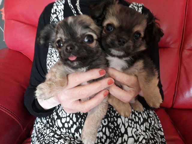 Chihuahua Puppies Long Haired In Turriff Aberdeenshire Gumtree