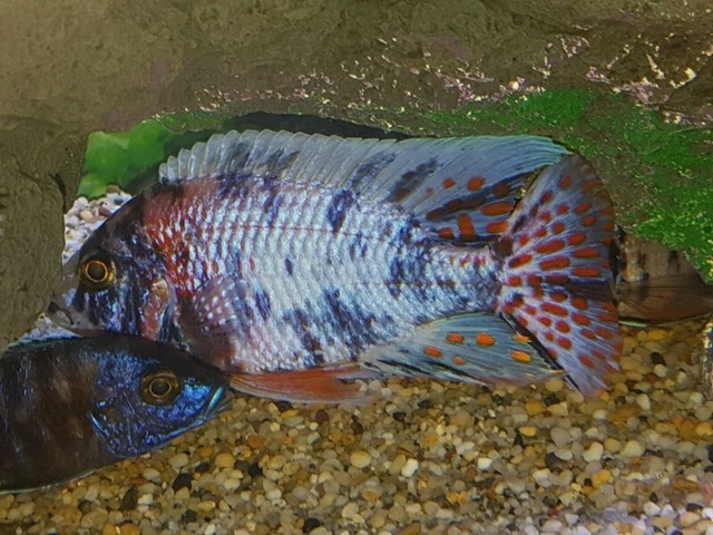 OB Marble Peacock Cichlids x9 & Bristlenose x2 | Fish ...