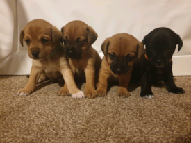 Dachshund Mixed With Pug Dog Breed Information In 2020 Dachshund Mix Dog Breeds Funny Dachshund