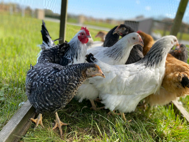 Bantam Chickens for sale in UK 79 used Bantam Chickens