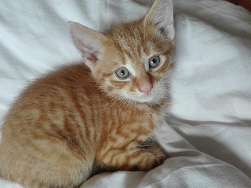Ginger cat 8 weeks in Aberdeen Gumtree
