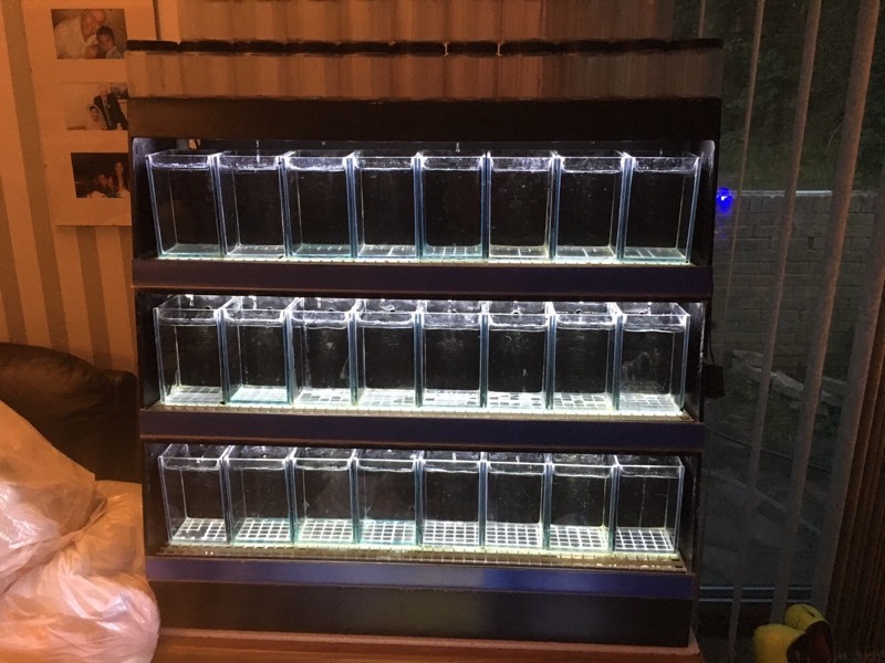 24 Betta Display set and 40 plastic pot with lids in London Gumtree