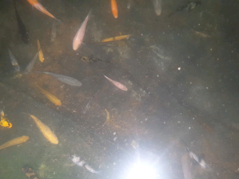 Pond Fish for sale in UK 88 secondhand Pond Fishs