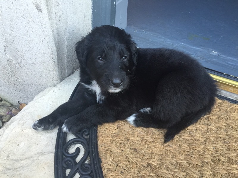 Beautiful Coltriever puppies for sale in Donaghadee, County Down