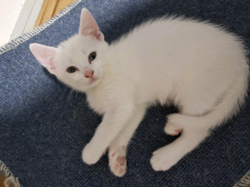 White kitten for sale in Accrington, Lancashire Gumtree