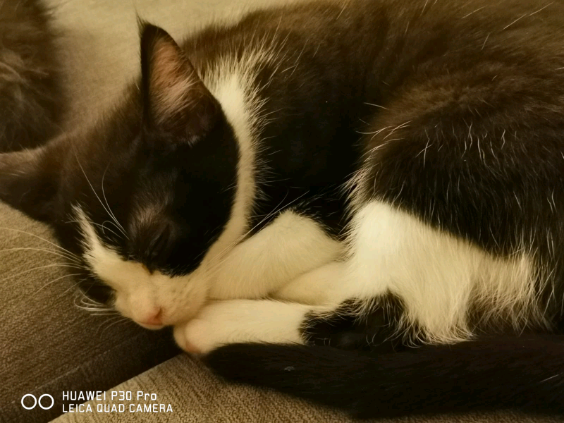 Kittens | in Norwich, Norfolk | Gumtree