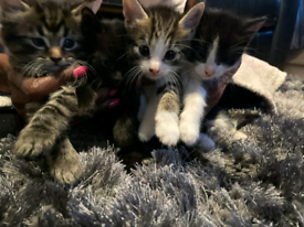 Adorable three kittens