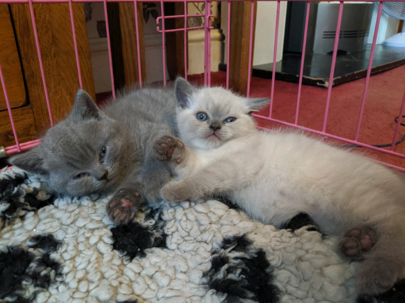 Male BSH Kittens in Lewisham, London Gumtree