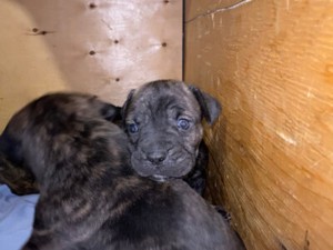 Cane Corso Adopt Dogs Puppies Locally In Canada Kijiji