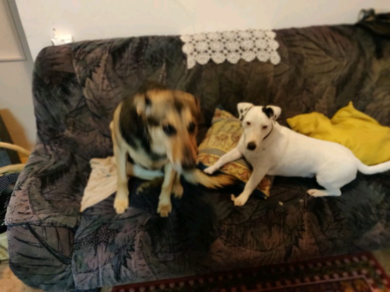 Jack Russell Boy German Shepherd Mix Lady Gumtree