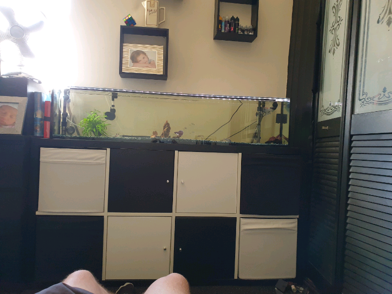 Long narrow fish tank in Nottingham, Nottinghamshire Gumtree