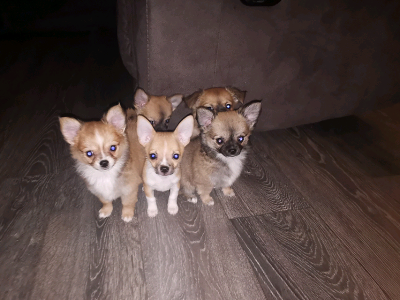Chihuahua puppies in Lincoln, Lincolnshire Gumtree