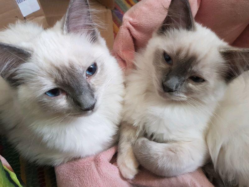 Ragdoll kitten for sale | in Market Rasen, Lincolnshire | Gumtree