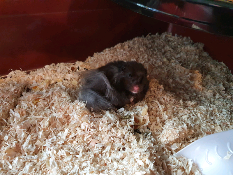 Hamster And Cage In Romford London Gumtree