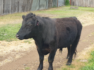 bull lowline angus placid calfs anywhere slice produces fantastic bread follow very he