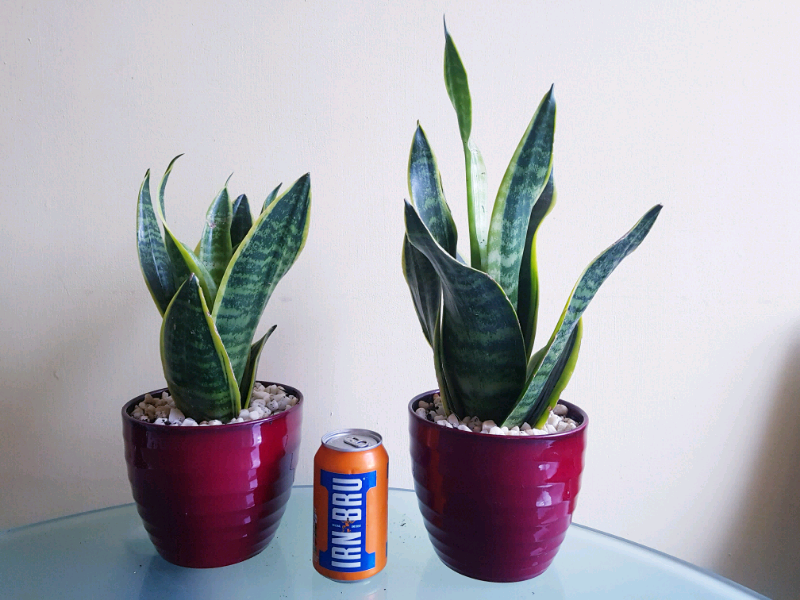 Sansevieria Snake Plant In Red Vase In Greenock