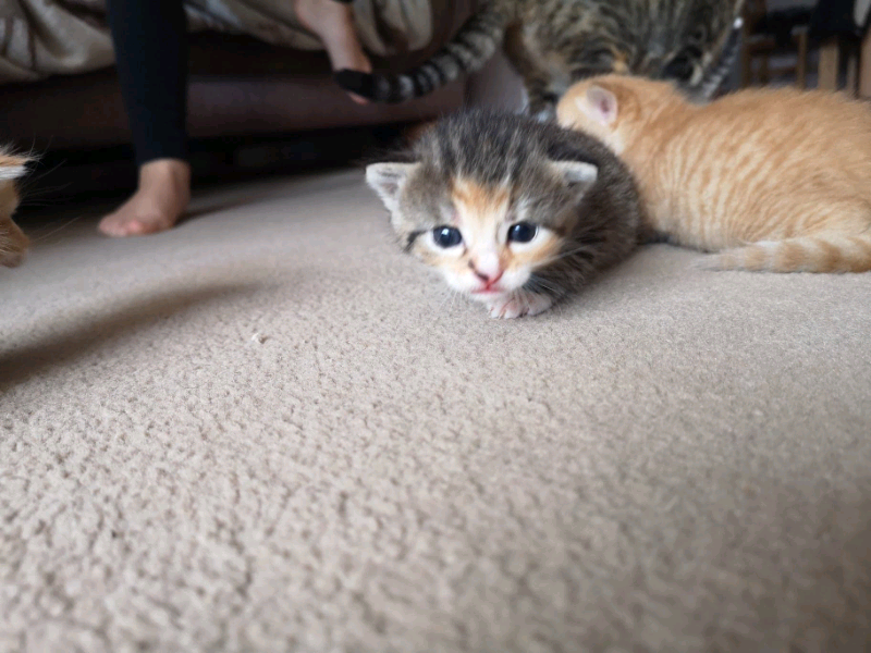 Kittens for sale in Rosyth, Fife Gumtree