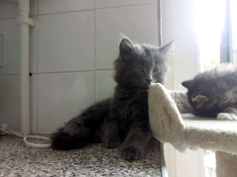 Persian Cross British Shorthair Kittens In Heathfield East Sussex