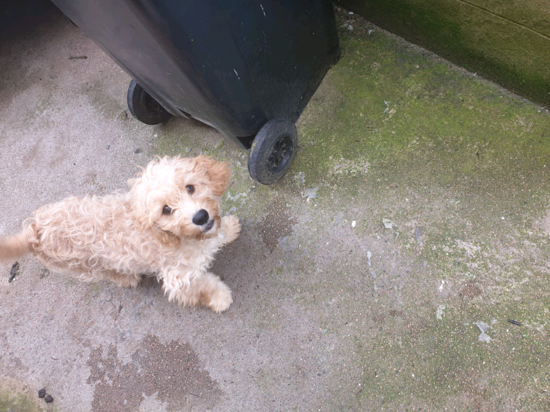 Dog for rehoming in Peterhead, Aberdeenshire Gumtree