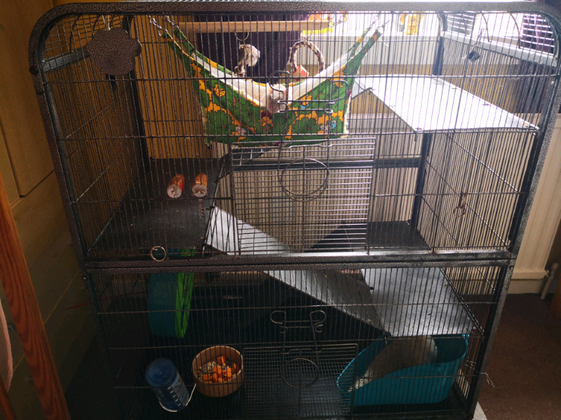 Pet rats for sale. in Mansfield, Nottinghamshire Gumtree