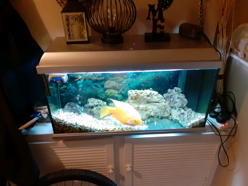 Tropical fish tank full set up in Chadderton, Manchester Gumtree