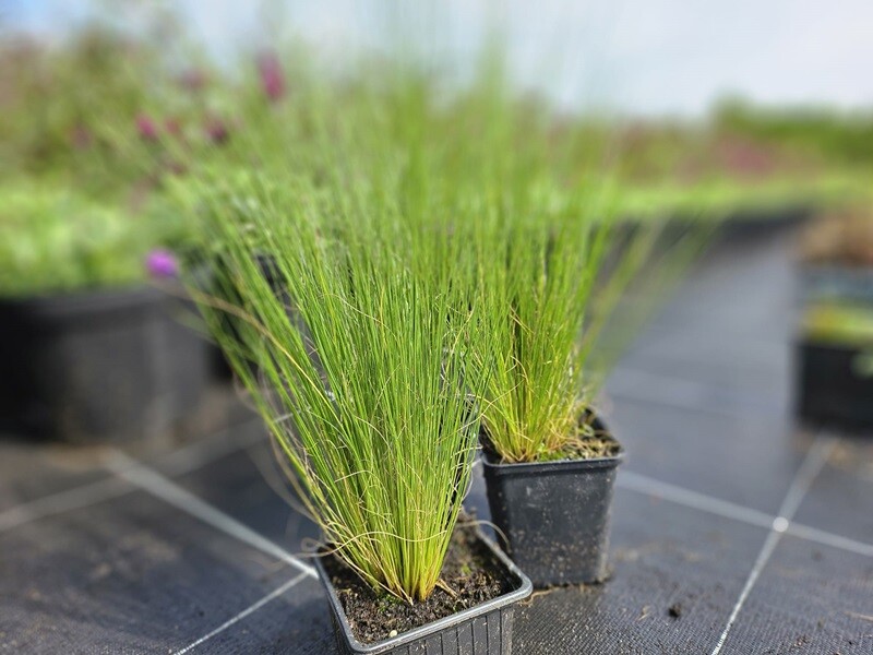 Zartes Federgras Stipa Tenuissima 'Ponytails' 9x9 Cm Topf