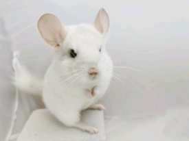 Pets Chinchilla Small Furries For Sale Gumtree
