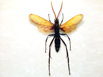 標本 Brazil Pepsis heros 111mm super big Brazil Pepsis heros 111mm super big Solenoptera dominicensis