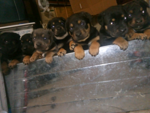rottweiler