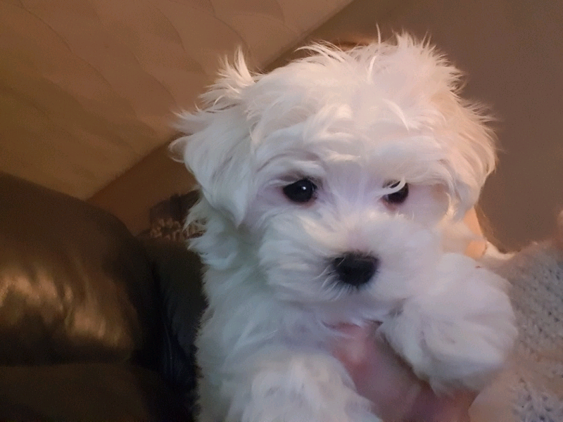 Maltese boy puppy * ready now* in NewcastleunderLyme, Staffordshire