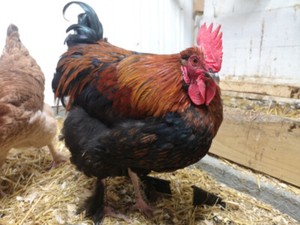 Poules Poule | Kijiji Ã  Victoriaville : acheter et vendre sur le site