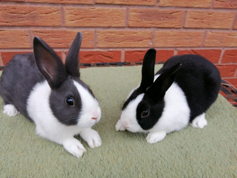 Baby Dutch Rabbits for Sale in Kidderminster, Worcestershire Gumtree