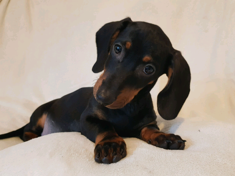Male mini dachshund puppy in Edinburgh Gumtree