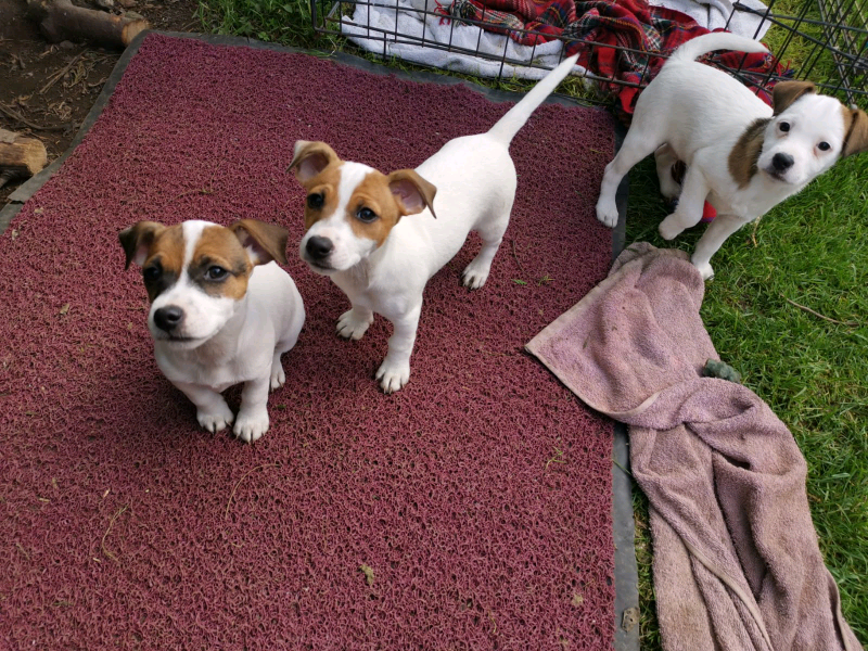 Jack Russell pups for sale in Cupar, Fife Gumtree