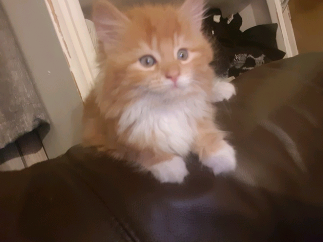 Ginger Female Fluffy Kitten Mrs Bumble In New Mills Derbyshire