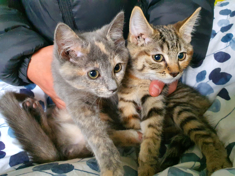Beautiful grey tabby kittens for sale in Holloway, London Gumtree