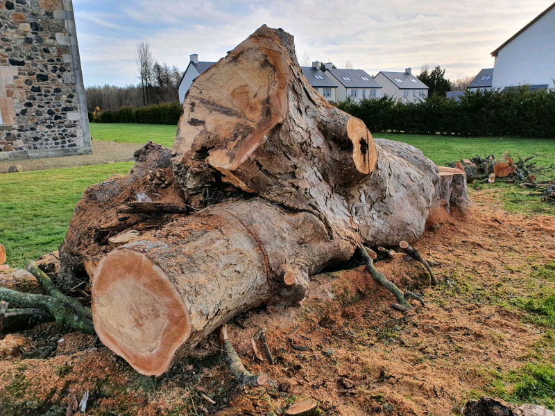 Sycamore Tree for sale in UK 61 used Sycamore Trees