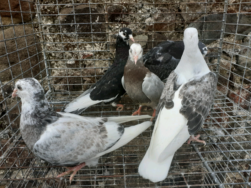 For sale pigeons in Portadown, County Armagh Gumtree