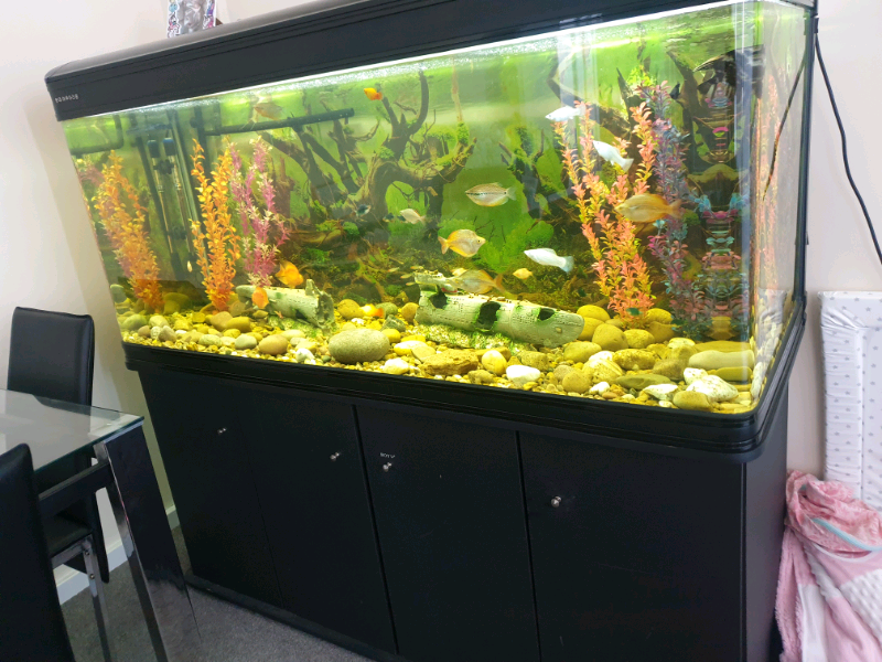 5ft 520ltr Fish tank for sale in Camden, London Gumtree