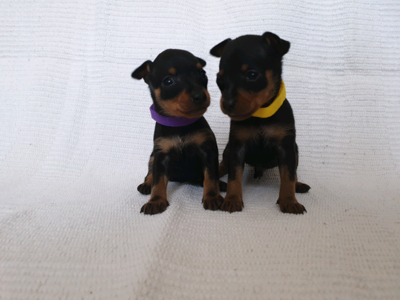 Miniature pinscher puppies min pin | in Sandwell, West ...