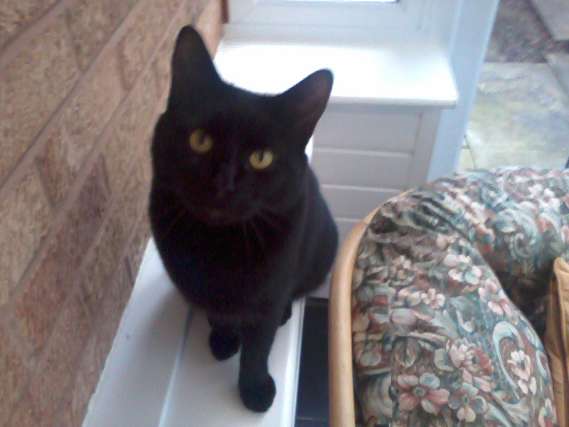 Lovely Natured Little Black Cat for Sale in York, North Yorkshire