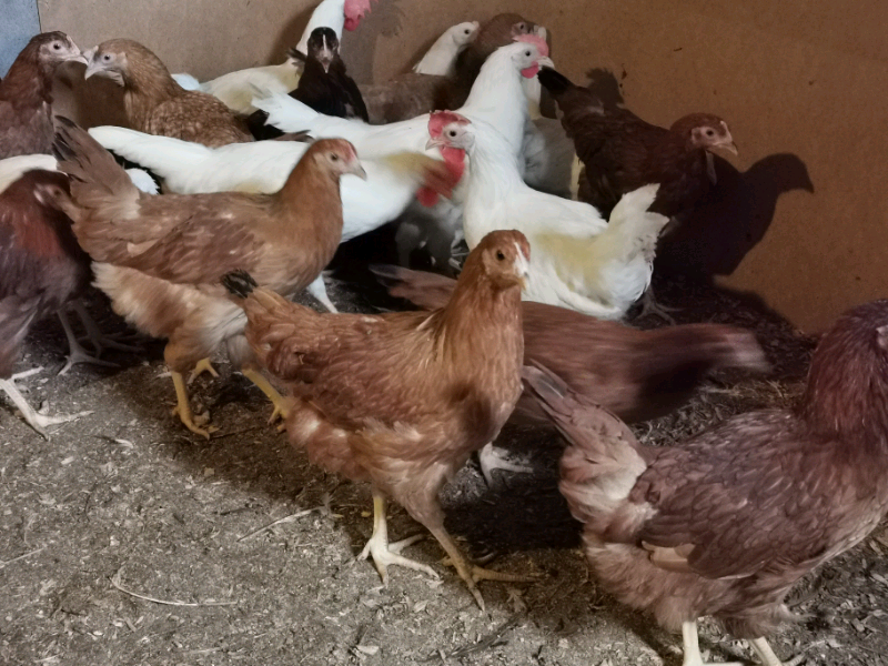 POL, pullets, chickens, Black Rock, Barred Rock in Lurgan, County