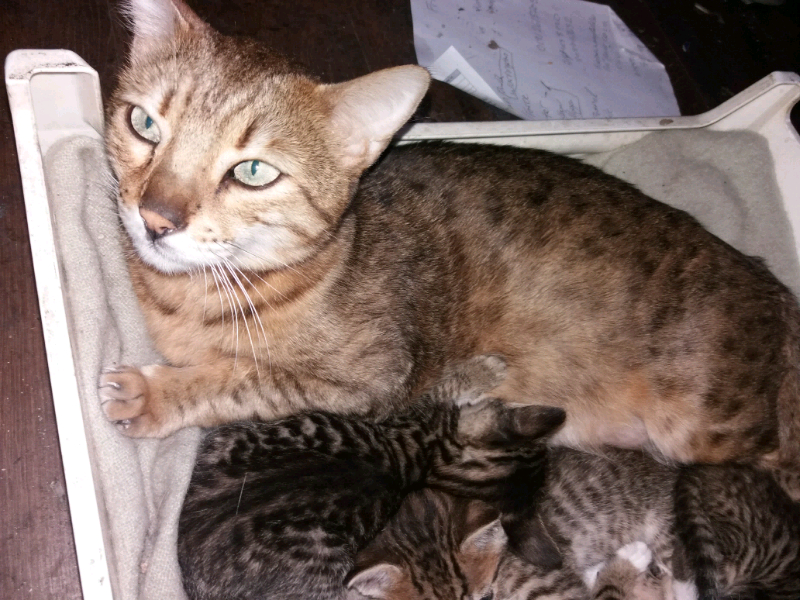 Bengal/tabby kittens | in Bolton, Manchester | Gumtree