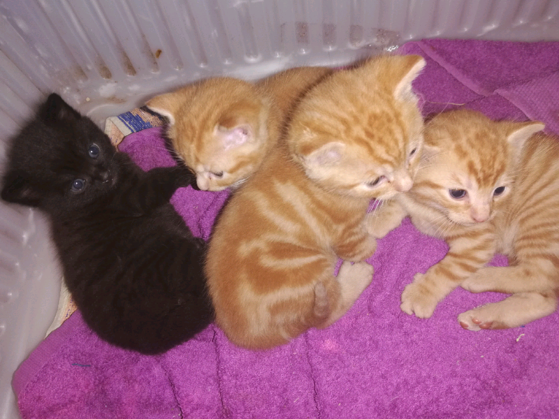 Kittens for sale in Cowdenbeath, Fife Gumtree